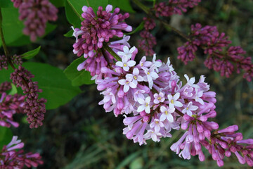 Purple flowers of lilac on a background of green leaves. Blossoming and non-blooming flowers. Close-up and macro. Stamens with pollen are visible in flowers.