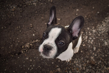 Autumn portrait of french buldog on road. He is so cute in with this face. He has so lovely face.