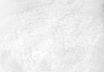 White fur background close up view.