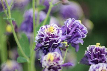 Purple Flowers