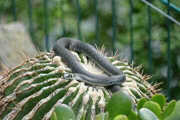 Grass snake (Natrix natrix) on cactus in Northern Germany