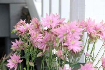 pink flowers in a garden