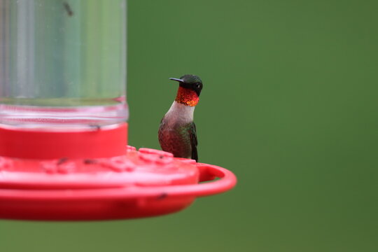 Ruby-throated hummingbird on feeder