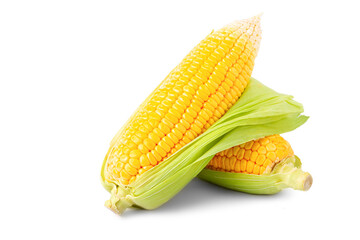 Fresh sweet corn with husk isolated on white background