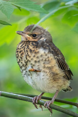 A fieldfare chick, Turdus pilaris, has left the nest and is sitting on a branch. A chick of...