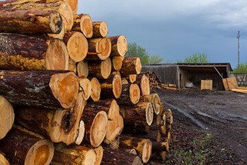 Deforestation, forest destruction. Timber harvesting. Pile, stack of many sawn logs of pine and Birch trees.