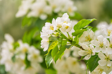 White blossoming apple trees. White apple tree flowers