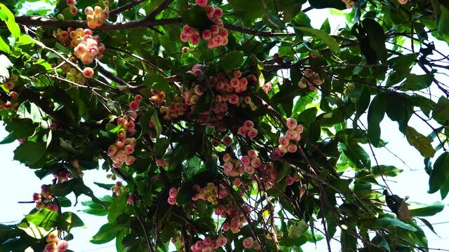 Tree with a lot of ripe rose apple fruits hanging on branches