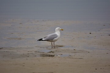 A seagull is sitting at the beach