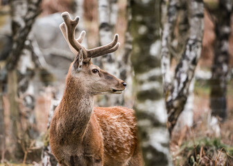 Wild red deer standing in bracken of Derbyshire Peak District forest with antlers and orange green springtime colours. Looking at camera close up big beautiful wildlife animal.