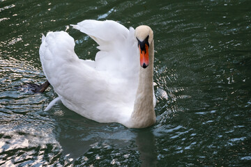 A graceful white swan swimming on a lake with dark green water. The white swan is reflected in the water