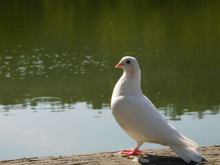 池の傍にいる鳩