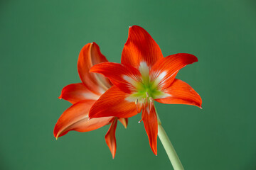 Bright red amaryllis flower on a green background macro photography. Blooming amaryllis with...