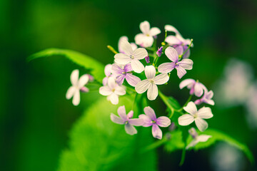 Beautiful lunaria rediviva, perennial honesty, species of flowering plant in the cabbage family...