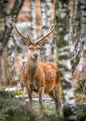 Naklejka na ściany i meble Wild red deer standing in bracken of Derbyshire Peak District forest with antlers and orange green springtime colours. Looking at camera close up big beautiful wildlife animal.