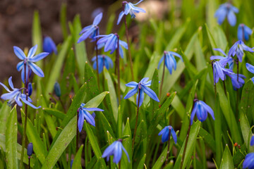 Small blue Scilla siberica flower in springtime macro photography. Blooming Siberian squill flower...