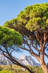 Green old cedar tree with long needles on a background of mountains in cloudy day. Freshness, nature, concept. Pinus pinea