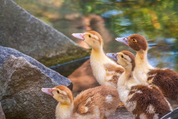 Cute little ducklings standing in a lake coast