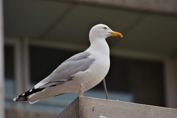 A seagull sitting in front of a window