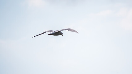 The European herring gull, Larus argentatus, flying in the clear blue sky.