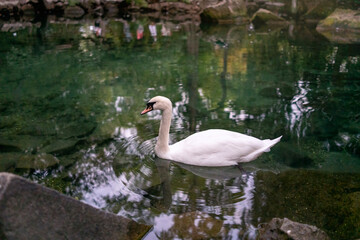 A graceful white swan swimming on a lake with dark green water. The white swan is reflected in the water