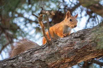 The squirrel sits on a pine branches in the summer or autumn.