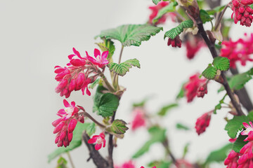 Makrofotografie von roten Blumen auf einem Baumstrauch