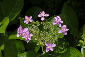 Naklejka premium アジサイ