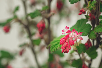 Makrofotografie von roten Blumen auf einem Baumstrauch
