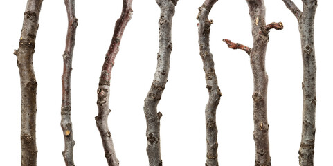 Naklejka premium Collection walnut branches isolated on white background, including clipping path