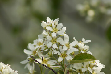 Obraz na płótnie Canvas Plum blossom in the garden in the spring time.