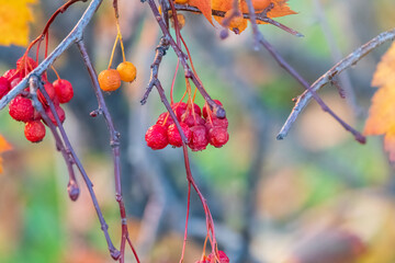 Autumn hawthorn branch with red berries and yellow green leaves on a blury background.
