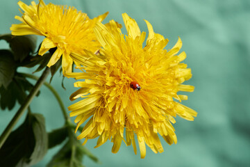 beautiful yellow dandelion blooms with a ladybug on a green background. Close up