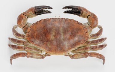Realistic 3D Render of Edible Crab