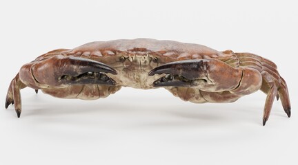 Realistic 3D Render of Edible Crab