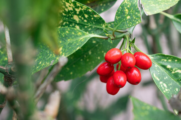 Makrofoto von roten Blumen auf einem Buschzweig.