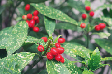 Makrofoto von roten Blumen auf einem Buschzweig.