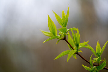 Spring leaves on a branch with a blurred background.
