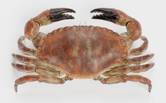 Realistic 3D Render of Edible Crab