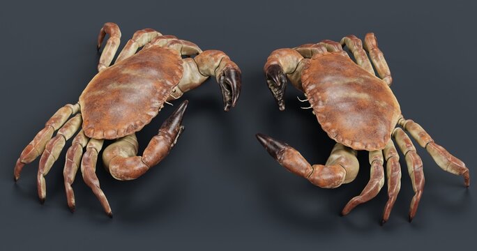 Realistic 3D Render of Edible Crab