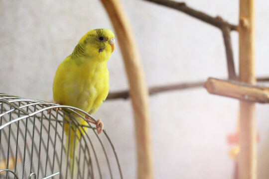 Yellow Budgie On A Cage