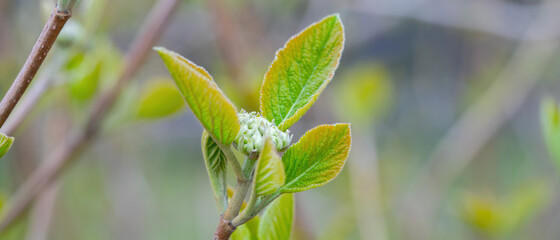 Spring green leaves on a branch with a blurred background.