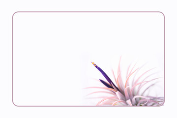 エアープランツ　チランジアの花とピンクに染まった葉（チランジア・イオナンタ？）