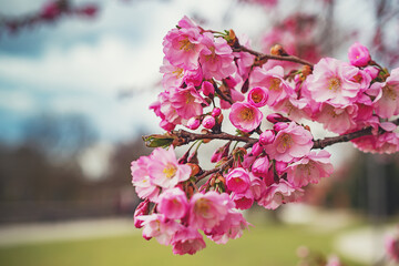 Makrofotografie von rosa Blumen auf einem Ast