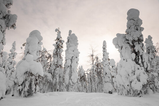 Snowy spruce tree forest in kemijärvi, Lapland, Finland