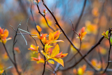 Spring leaves red-orange on a branch