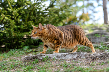 Naklejka na ściany i meble Adult Bengal cat on outdoor nature background in summer time.