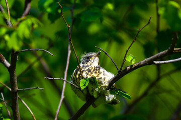 Thrush nestling. Thrush-fieldfare (lat.Turdus pilaris). The kid, illuminated by the sun, hid and sits on a branch of a bush. Big and brown eyes. Variegated plumage and down.