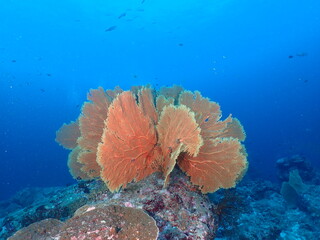 Large Sea fan in the Ocean