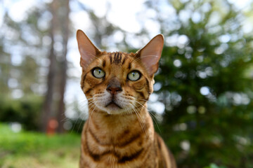 Adult Bengal cat on outdoor nature background in summer time.